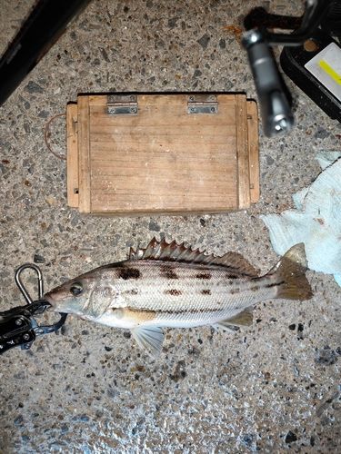 シマイサキの釣果