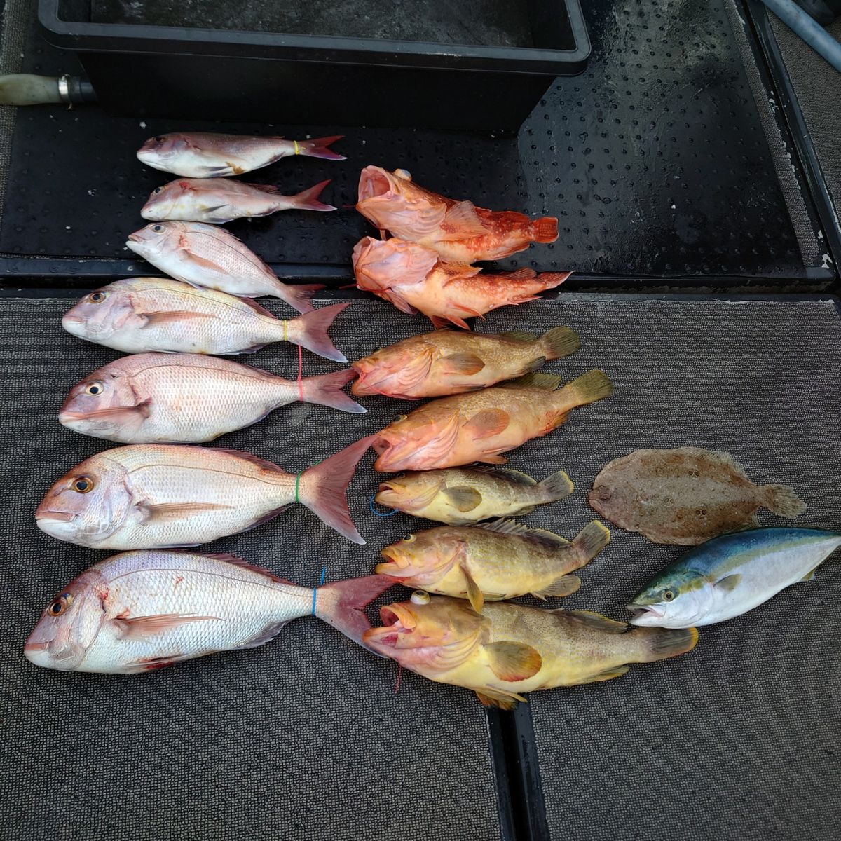 九三丸さんの釣果 3枚目の画像