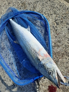 サワラの釣果
