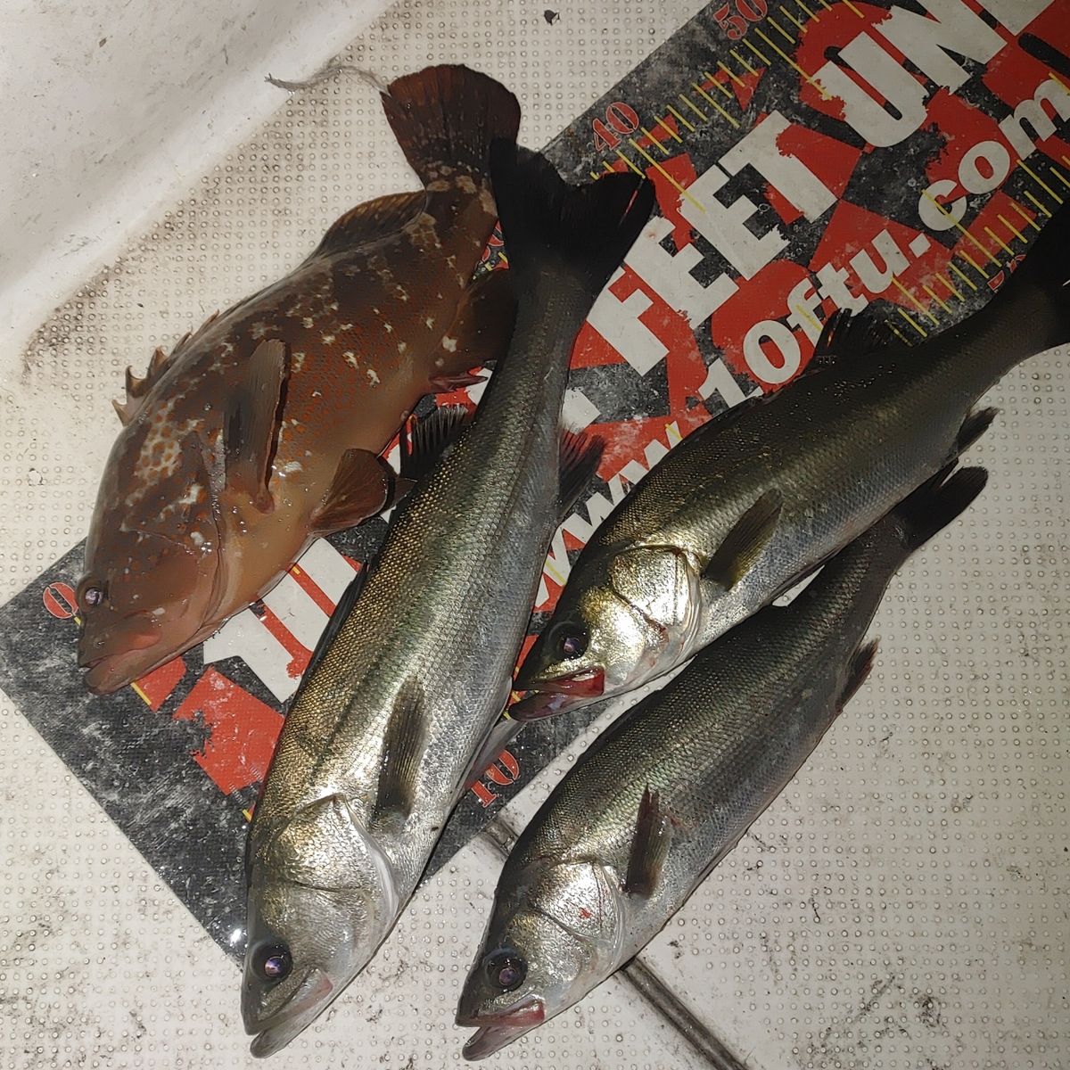 ZUBORAな船長さんの釣果 1枚目の画像