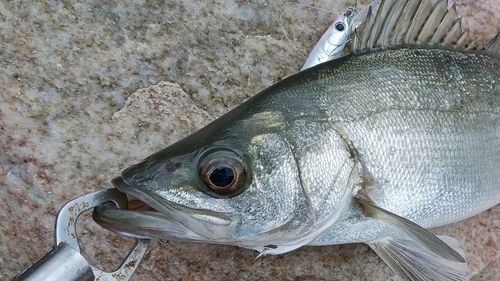 ヒラスズキの釣果