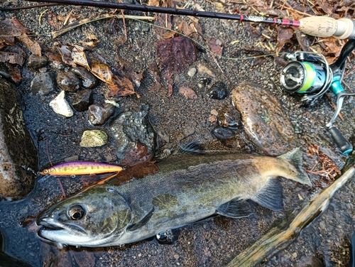 ヒメマスの釣果