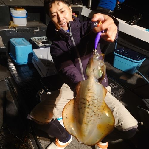 アオリイカの釣果