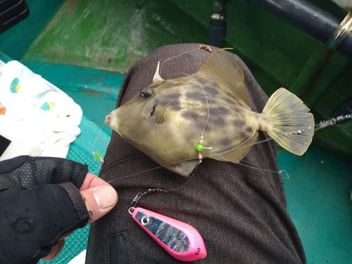 カワハギの釣果