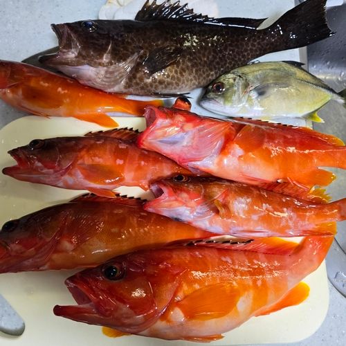 アカハタの釣果