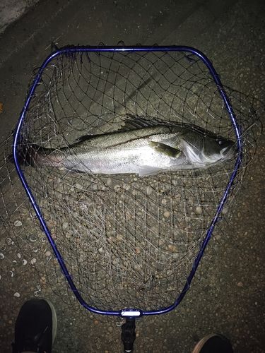 スズキの釣果