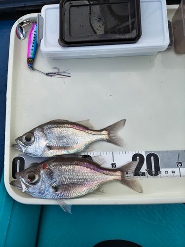 シロムツの釣果