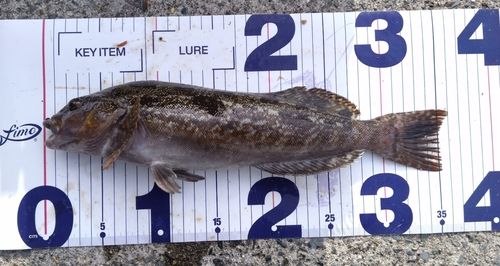 アイナメの釣果