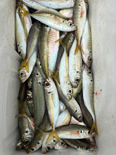 アジの釣果