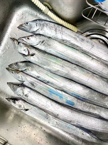 タチウオの釣果