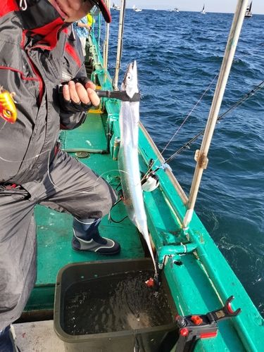 タチウオの釣果