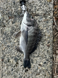 チヌの釣果