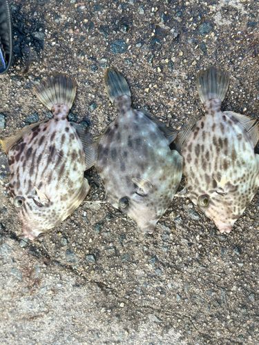 カワハギの釣果