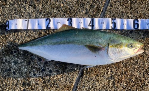 周防大島（屋代島）