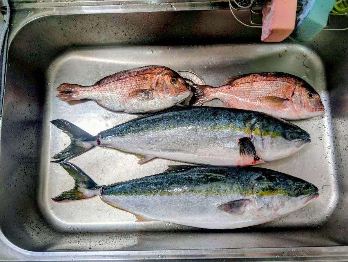 Jackyさんの釣果 3枚目の画像