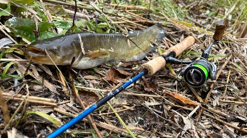 ナマズの釣果