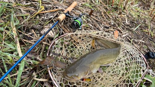 ナマズの釣果