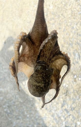 タコの釣果