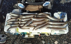 シロギスの釣果