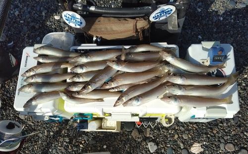 シロギスの釣果