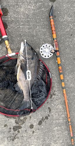 クロダイの釣果