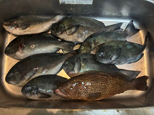 クチブトグレの釣果