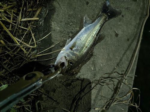 フッコ（マルスズキ）の釣果
