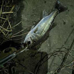 フッコ（マルスズキ）