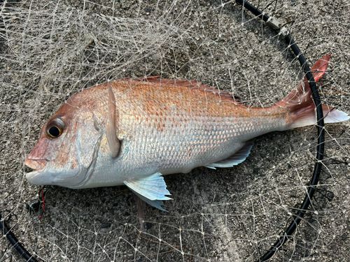 マダイの釣果