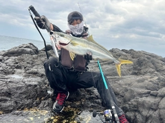 ヒラマサの釣果