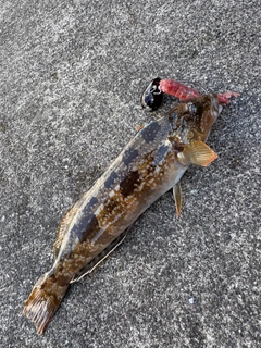 アイナメの釣果