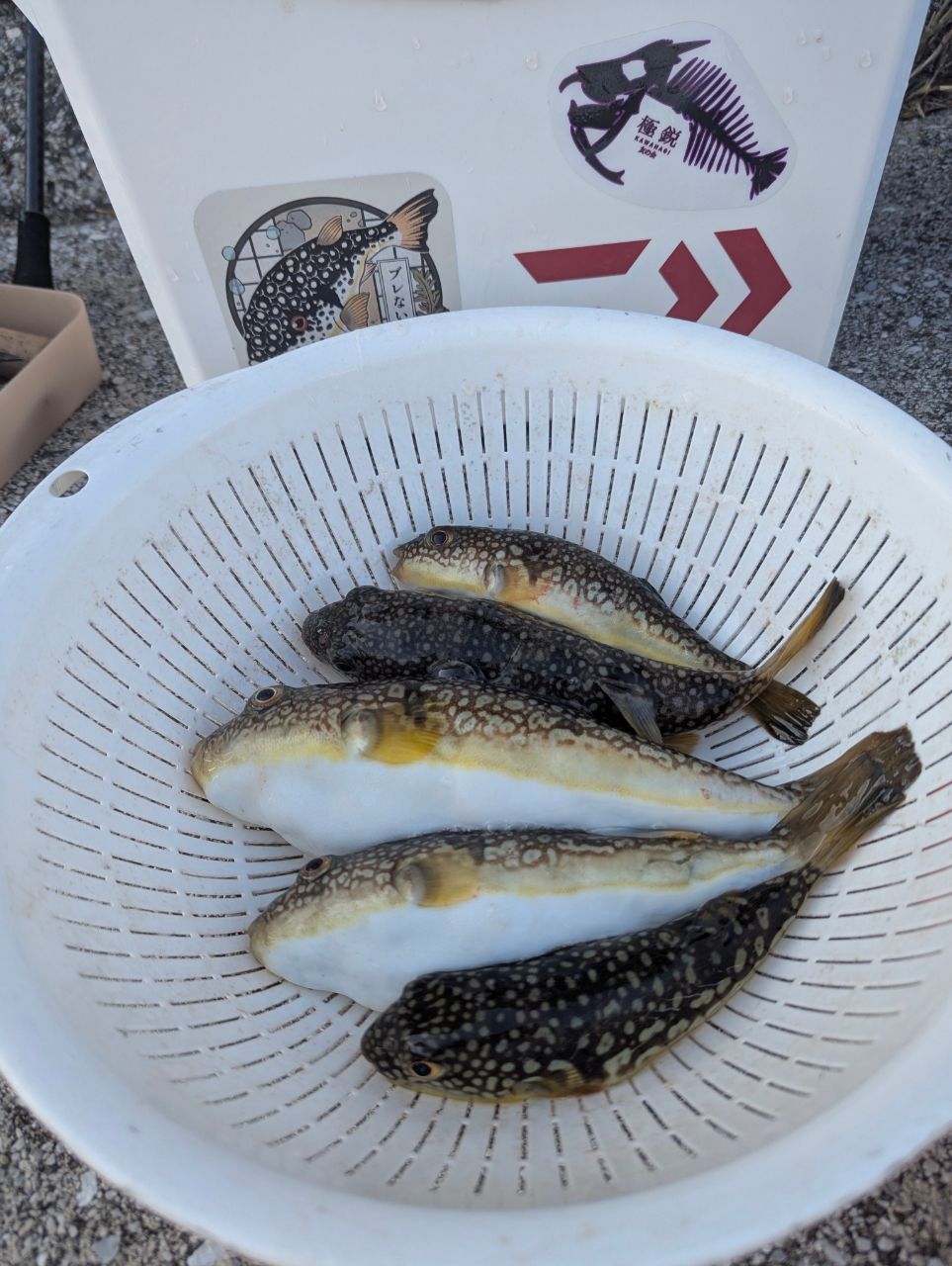 ちとちとさんの釣果 1枚目の画像