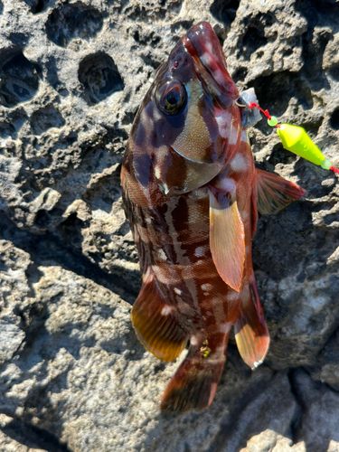 アカハタの釣果