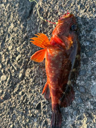 カサゴの釣果