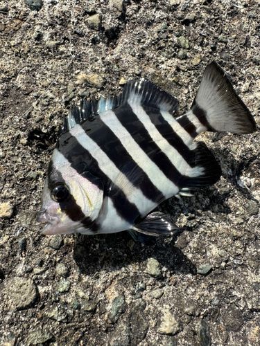 イシダイの釣果