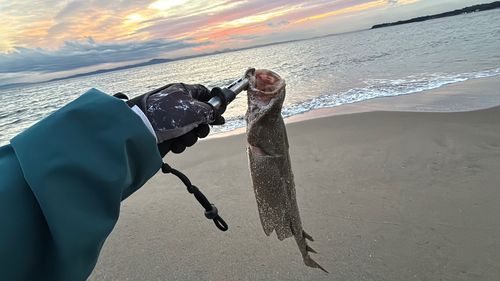 カスザメの釣果