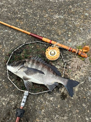 クロダイの釣果