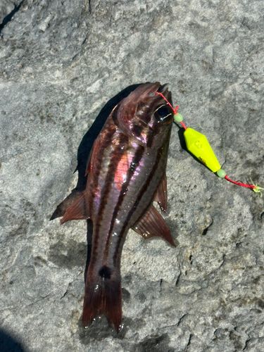 ネンブツダイの釣果