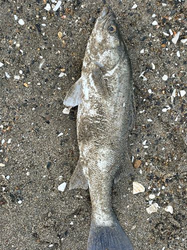 フッコ（マルスズキ）の釣果