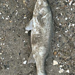 フッコ（マルスズキ）