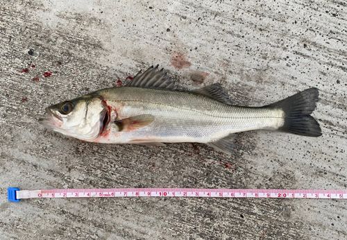 セイゴ（マルスズキ）の釣果