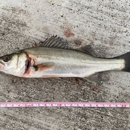 セイゴ（マルスズキ）