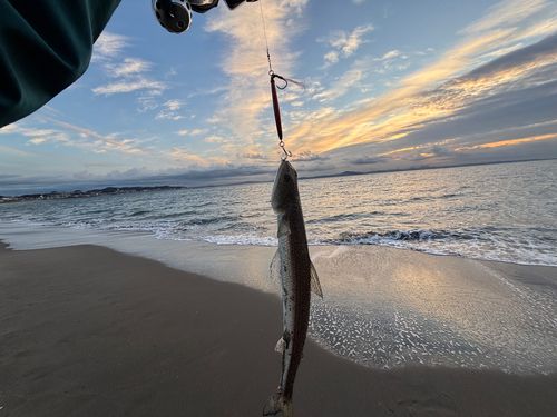 マエソの釣果