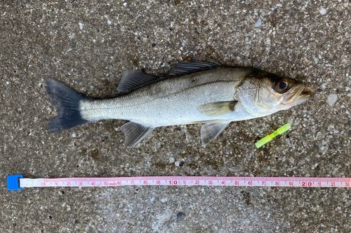 セイゴ（マルスズキ）の釣果