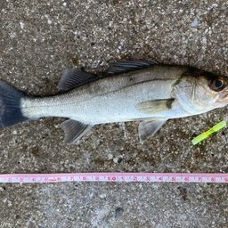 セイゴ（マルスズキ）