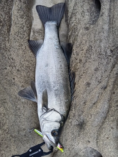 ヒラスズキの釣果