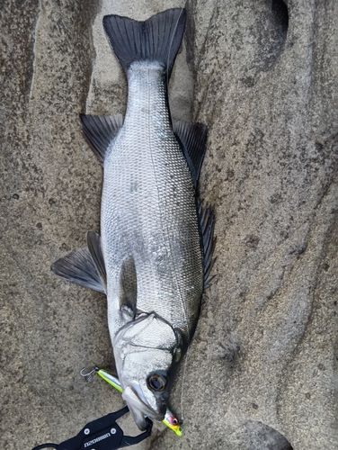 ヒラスズキの釣果