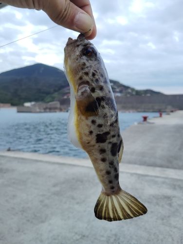 ヒガンフグの釣果