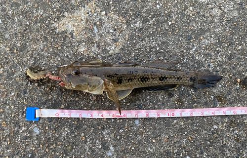 ウロハゼの釣果