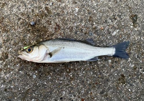 セイゴ（マルスズキ）の釣果
